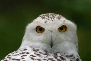  Los animales nocturnos 